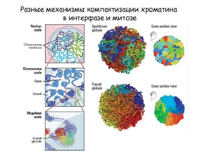 Разные механизмы компактизации хроматина в интерфазе и митозе 