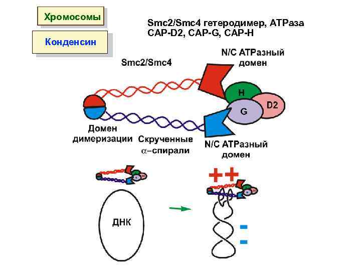 Хромосомы Конденсин Smc 2/Smc 4 гетеродимер, ATPаза CAP-D 2, CAP-G, CAP-H 