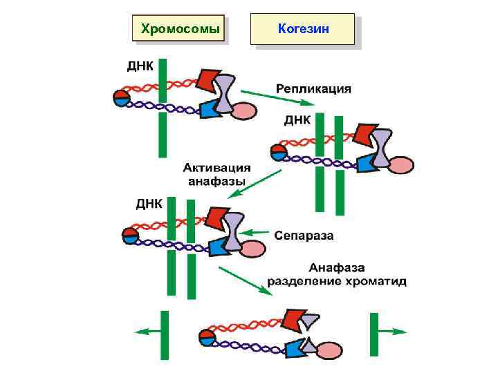 Хромосомы Когезин 