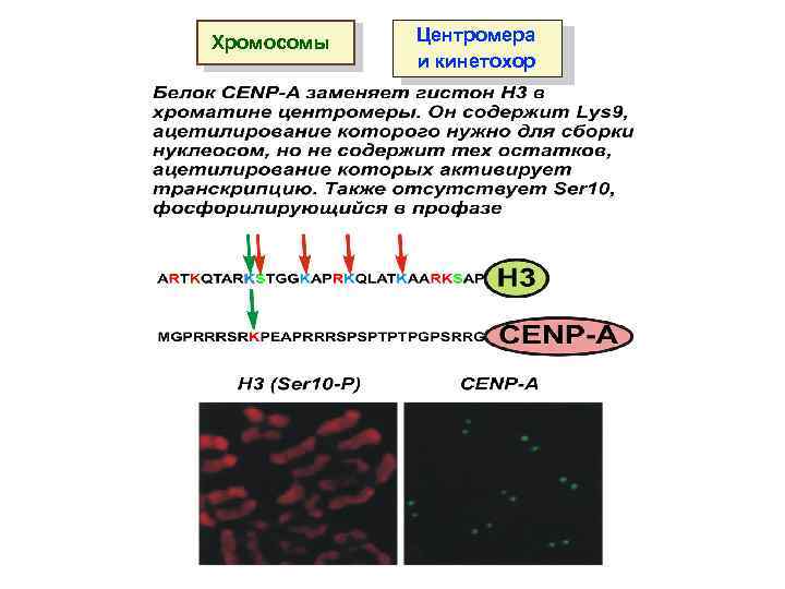 Хромосомы Центромера и кинетохор 