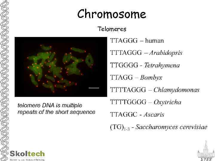 Chromosome Telomeres 