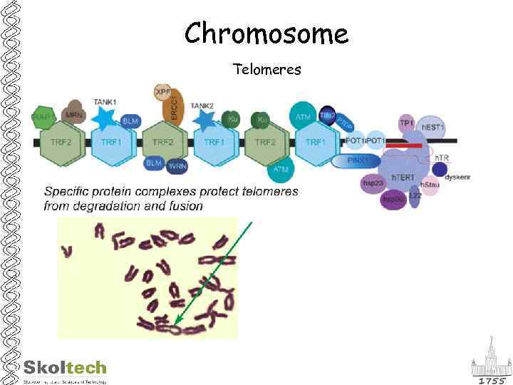 Chromosome Telomeres 