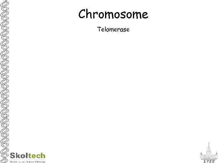 Chromosome Telomerase 