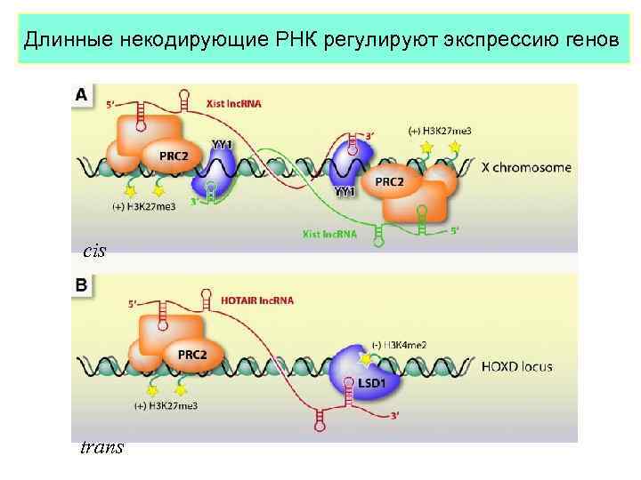 Длинные некодирующие РНК регулируют экспрессию генов cis trans 