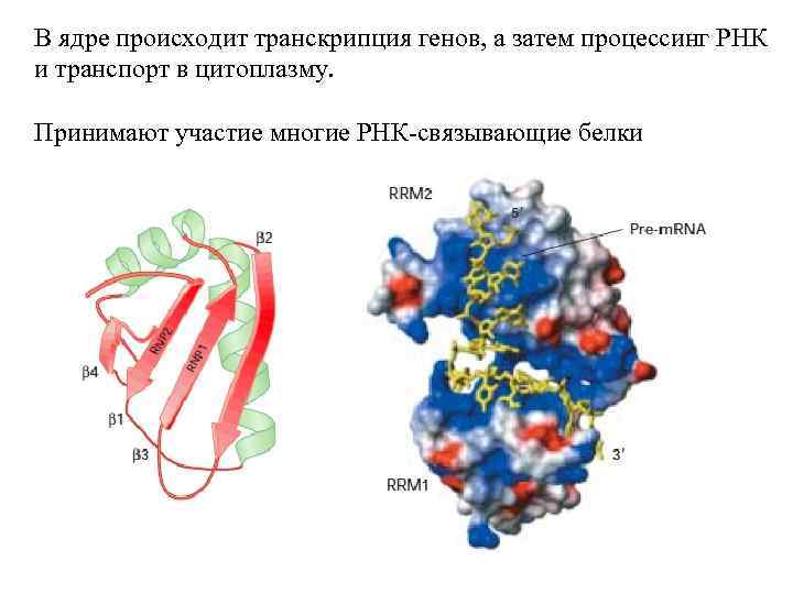 В ядре происходит транскрипция генов, а затем процессинг РНК и транспорт в цитоплазму. Принимают