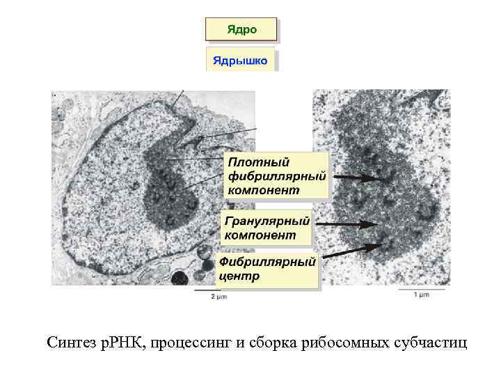 Синтез р. РНК, процессинг и сборка рибосомных субчастиц 