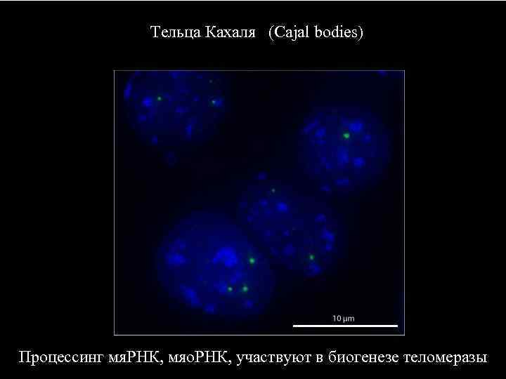 Тельца Кахаля (Cajal bodies) Обогащены Процессинг мя. РНК, мяо. РНК, участвуют в биогенезе теломеразы