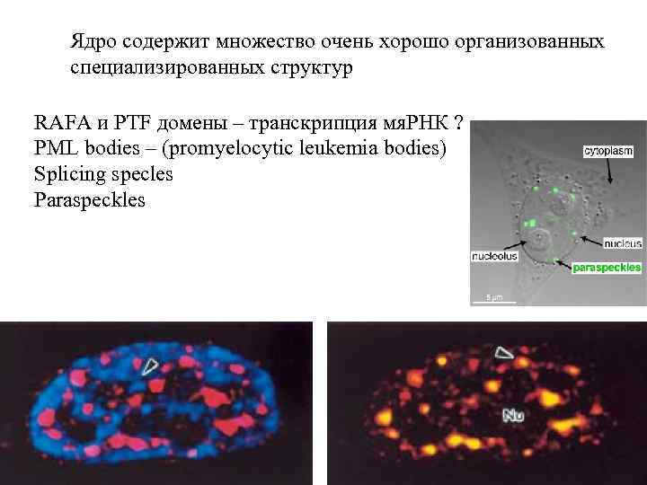 Ядро содержит множество очень хорошо организованных специализированных структур RAFA и PTF домены – транскрипция