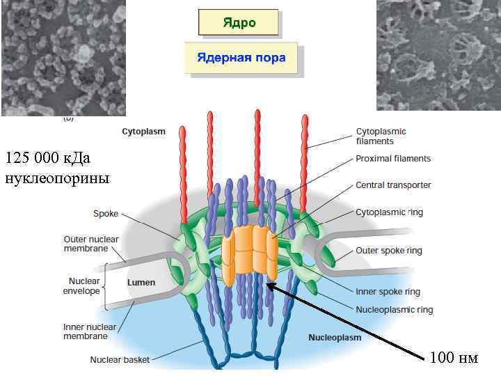 125 000 к. Да нуклеопорины 100 нм 