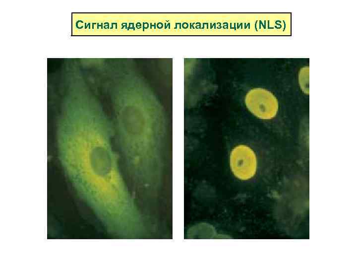 Сигнал ядерной локализации (NLS) 