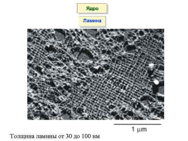 Толщина ламины от 30 до 100 нм 