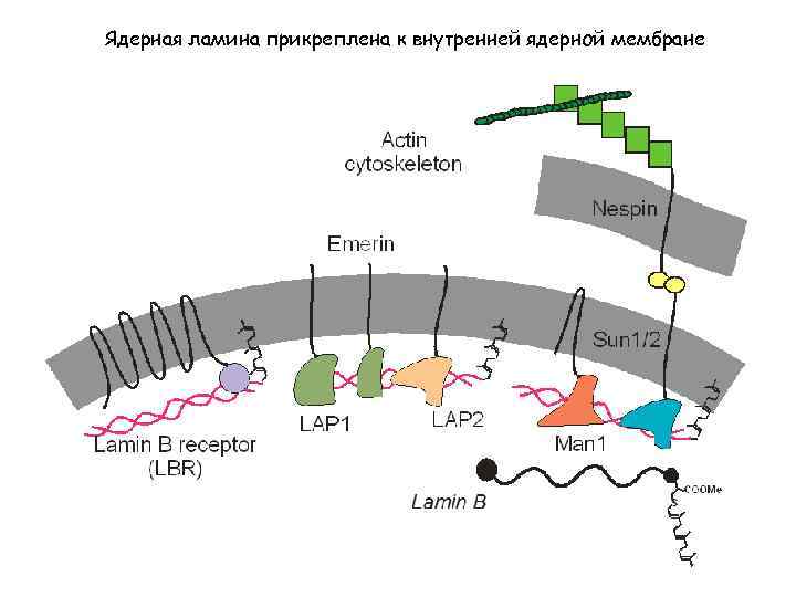 Ядерная ламина прикреплена к внутренней ядерной мембране 