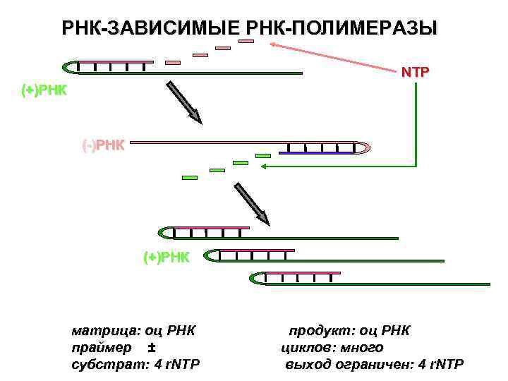 Рнк зависимая рнк полимераза. Структура ДНК зависимой РНК полимеразы. Внутриклеточная локализация ДНК-зависимой РНК-полимеразы.