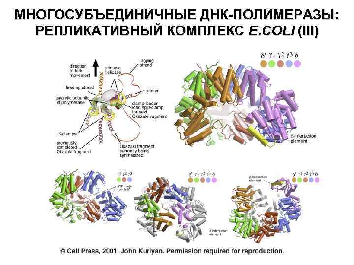 МНОГОСУБЪЕДИНИЧНЫЕ ДНК-ПОЛИМЕРАЗЫ: РЕПЛИКАТИВНЫЙ КОМПЛЕКС E. COLI (III) 