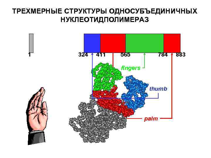 ТРЕХМЕРНЫЕ СТРУКТУРЫ ОДНОСУБЪЕДИНИЧНЫХ НУКЛЕОТИДПОЛИМЕРАЗ 1 324 411 565 784 fingers thumb palm 883 