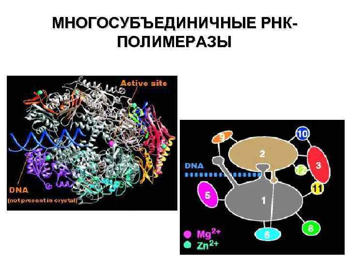 МНОГОСУБЪЕДИНИЧНЫЕ РНКПОЛИМЕРАЗЫ 