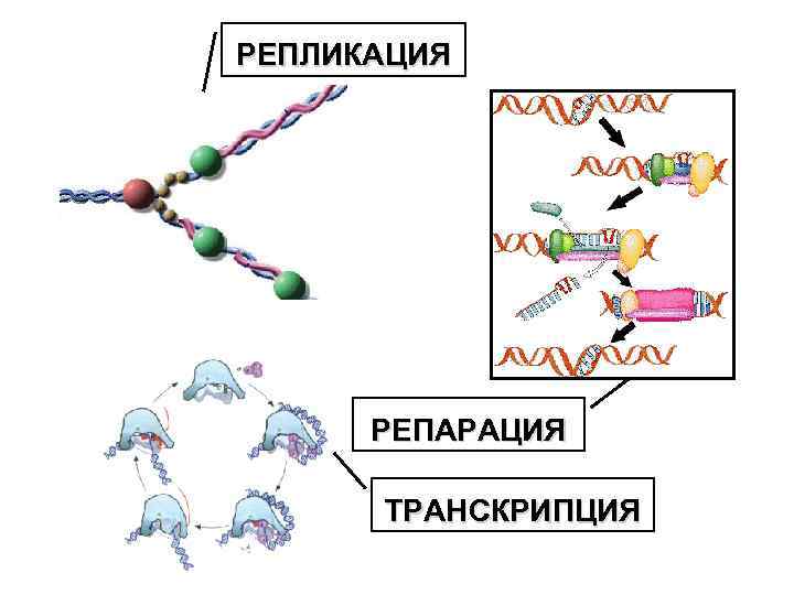 Репликация трансляция