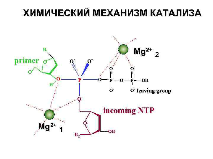 ХИМИЧЕСКИЙ МЕХАНИЗМ КАТАЛИЗА B 1 primer O- O Mg 2+ 2 OO O O