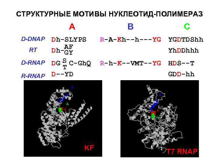 СТРУКТУРНЫЕ МОТИВЫ НУКЛЕОТИД-ПОЛИМЕРАЗ A B Dh-SLYPS RT Dh-AF GY D-RNAP DG S C-Gh. Q