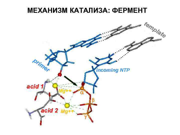 МЕХАНИЗМ КАТАЛИЗА: ФЕРМЕНТ tem pla te pr im er acid 1 incoming NTP Mg++