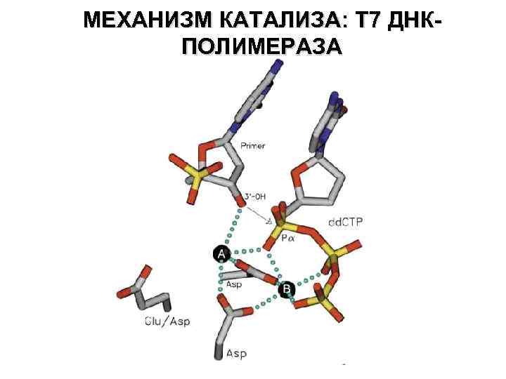 МЕХАНИЗМ КАТАЛИЗА: T 7 ДНКПОЛИМЕРАЗА 