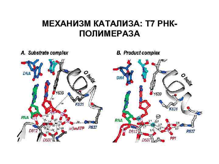 МЕХАНИЗМ КАТАЛИЗА: T 7 РНКПОЛИМЕРАЗА 