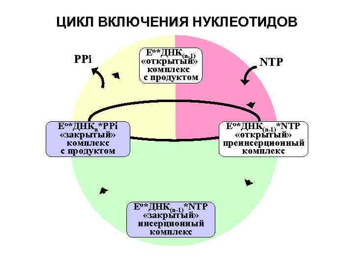 ЦИКЛ ВКЛЮЧЕНИЯ НУКЛЕОТИДОВ РРi Eо*ДНК(n-1) «открытый» комплекс с продуктом NTP Eо*ДНК(n-1)*NTP «открытый» преинсерционный комплекс