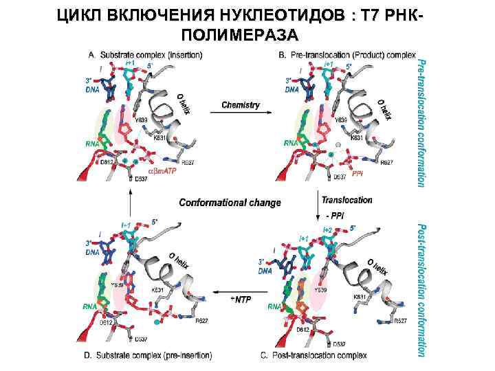 ЦИКЛ ВКЛЮЧЕНИЯ НУКЛЕОТИДОВ : T 7 PНКПОЛИМЕРАЗA 
