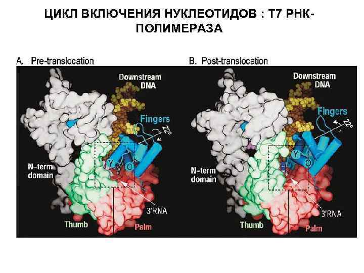 ЦИКЛ ВКЛЮЧЕНИЯ НУКЛЕОТИДОВ : T 7 PНКПОЛИМЕРАЗA 