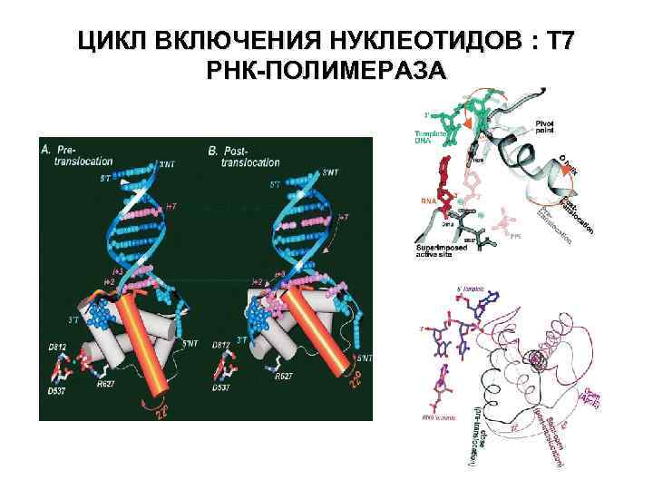 ЦИКЛ ВКЛЮЧЕНИЯ НУКЛЕОТИДОВ : T 7 PНК-ПОЛИМЕРАЗA 