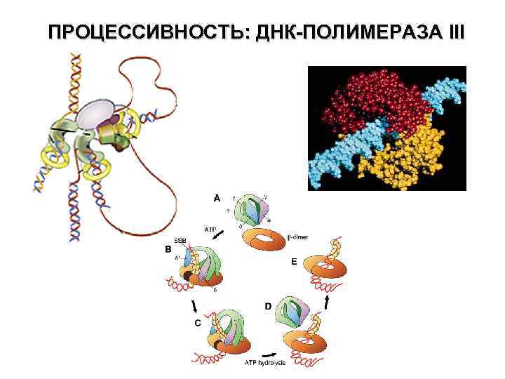 Днк полимераза. Фермент ДНК-полимераза-III. ДНК полимераза 1 2 3. ДНК полимераза 3 функции. ДНК- полимераза - фермент способный.