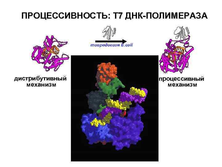 ПРОЦЕССИВНОСТЬ: Т 7 ДНК-ПОЛИМЕРАЗА тиоредоксин E. coli дистрибутивный механизм процессивный механизм 