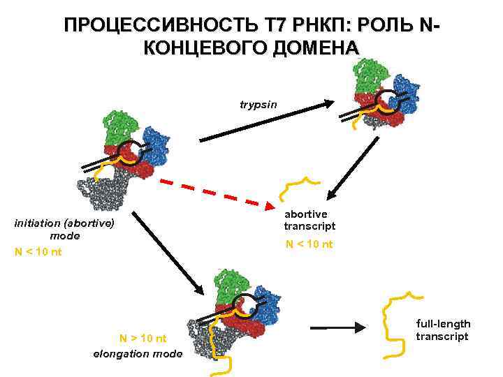 ПРОЦЕССИВНОСТЬ Т 7 РНКП: РОЛЬ NКОНЦЕВОГО ДОМЕНА trypsin initiation (abortive) mode N < 10