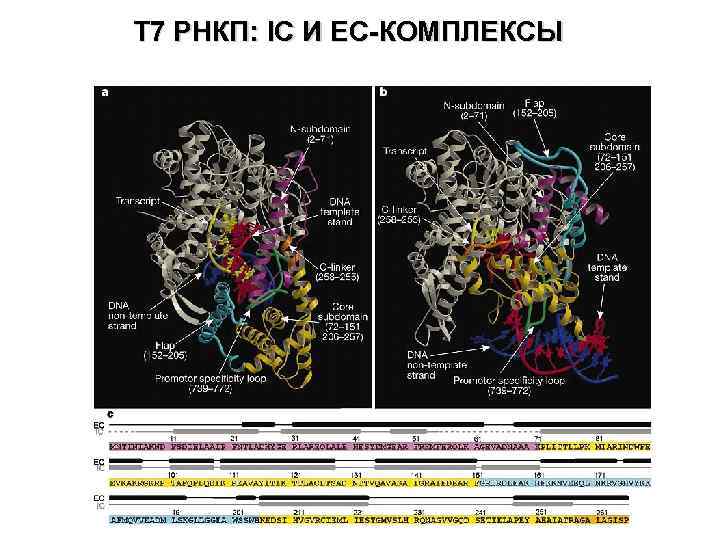 Т 7 РНКП: IC И EC-КОМПЛЕКСЫ 