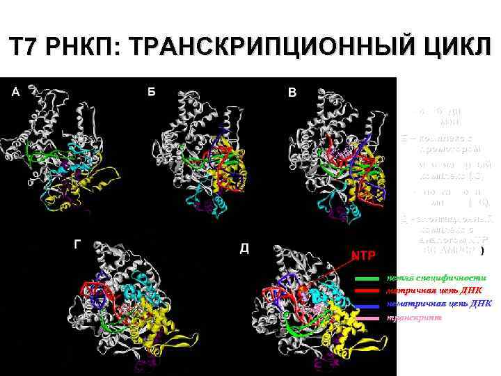 Т 7 РНКП: ТРАНСКРИПЦИОННЫЙ ЦИКЛ А – свободный фермент Б – комплекс с промотором