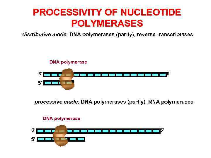 PROCESSIVITY OF NUCLEOTIDE POLYMERASES distributive mode: DNA polymerases (partly), reverse transcriptases DNA polymerase 3’