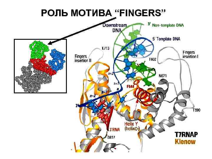 РОЛЬ МОТИВА “FINGERS” 