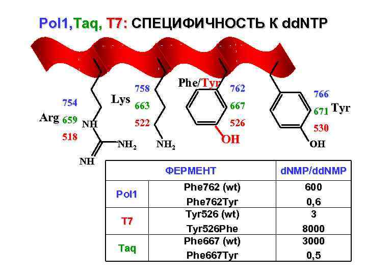 Pol 1, Taq, T 7: СПЕЦИФИЧНОСТЬ К dd. NTP 758 754 Arg 659 NH