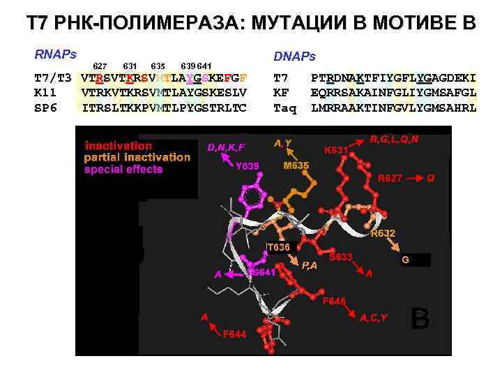 T 7 РНК-ПОЛИМЕРАЗА: МУТАЦИИ В МОТИВЕ В RNAPs 627 631 635 639 641 Т