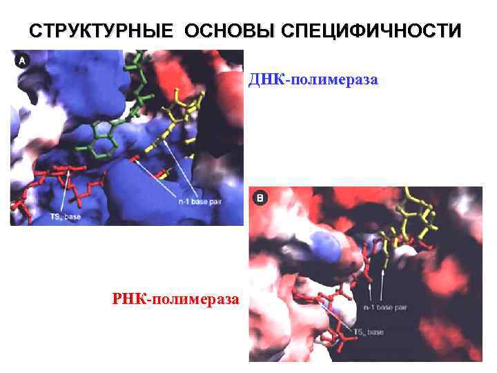 СТРУКТУРНЫЕ ОСНОВЫ СПЕЦИФИЧНОСТИ ДНК-полимераза РНК-полимераза 