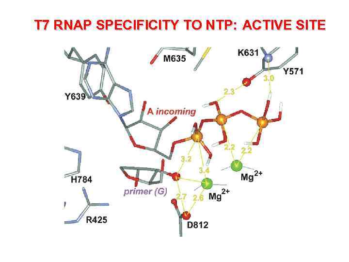 T 7 RNAP SPECIFICITY TO NTP: ACTIVE SITE 
