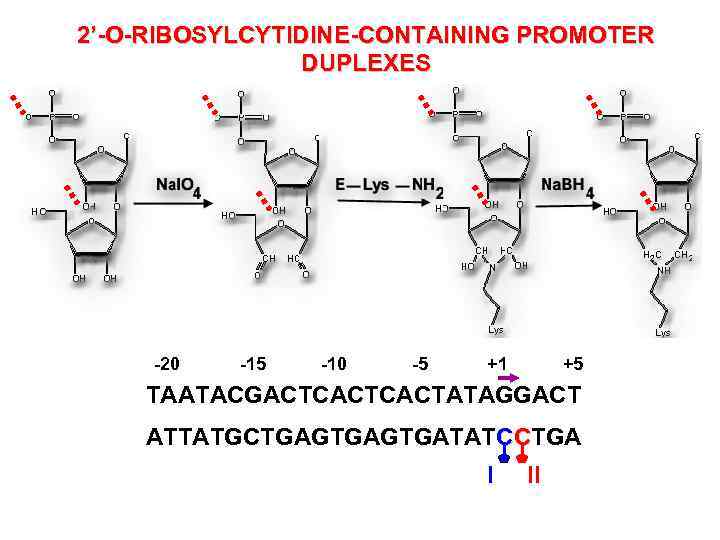 2’-O-RIBOSYLCYTIDINE-CONTAINING PROMOTER DUPLEXES -20 -15 -10 -5 +1 +5 TAATACGACTCACTATAGGACT ATTATGCTGAGTGATATCCTGA I II 