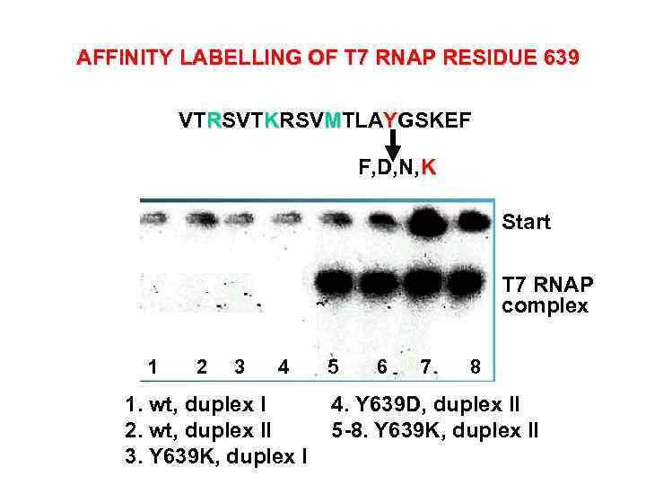 AFFINITY LABELLING OF T 7 RNAP RESIDUE 639 VTRSVTKRSVMTLAYGSKEF F, D, N, K Start