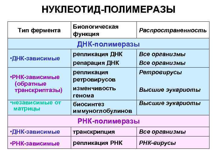НУКЛЕОТИД-ПОЛИМЕРАЗЫ Тип фермента Биологическая функция Распространенность ДНК-полимеразы • ДНК-зависимые • РНК-зависимые (обратные транскриптазы) •