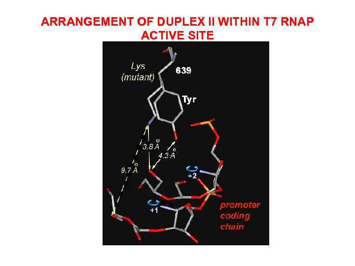 ARRANGEMENT OF DUPLEX II WITHIN T 7 RNAP ACTIVE SITE 