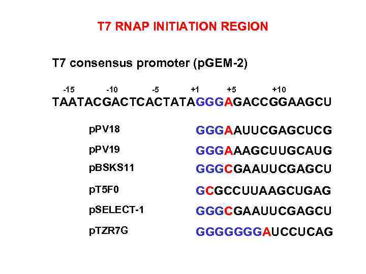 T 7 RNAP INITIATION REGION T 7 consensus promoter (p. GEM-2) -15 -10 -5