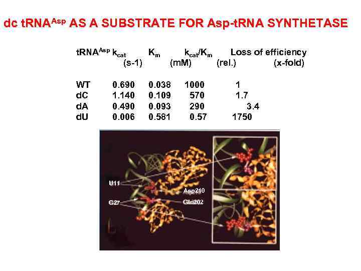 dc t. RNAAsp AS A SUBSTRATE FOR Asp-t. RNA SYNTHETASE t. RNAAsp kcat Km