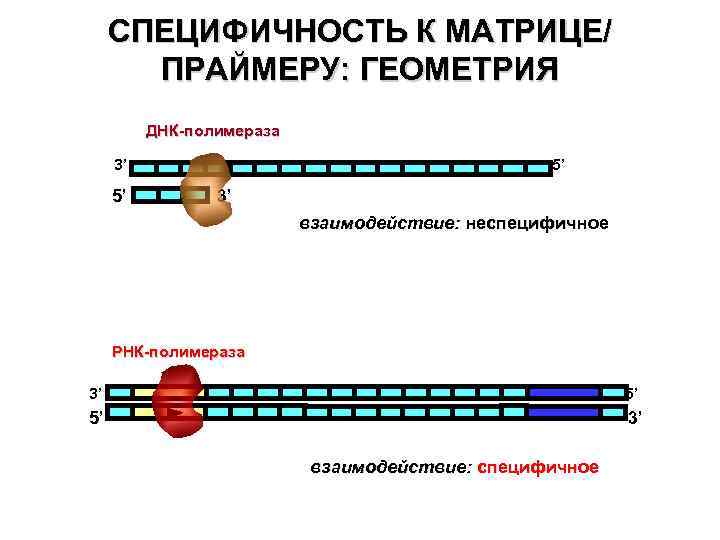 СПЕЦИФИЧНОСТЬ К МАТРИЦЕ/ ПРАЙМЕРУ: ГЕОМЕТРИЯ ДНК-полимераза 3’ 5’ 5’ 3’ взаимодействие: неспецифичное РНК-полимераза 3’