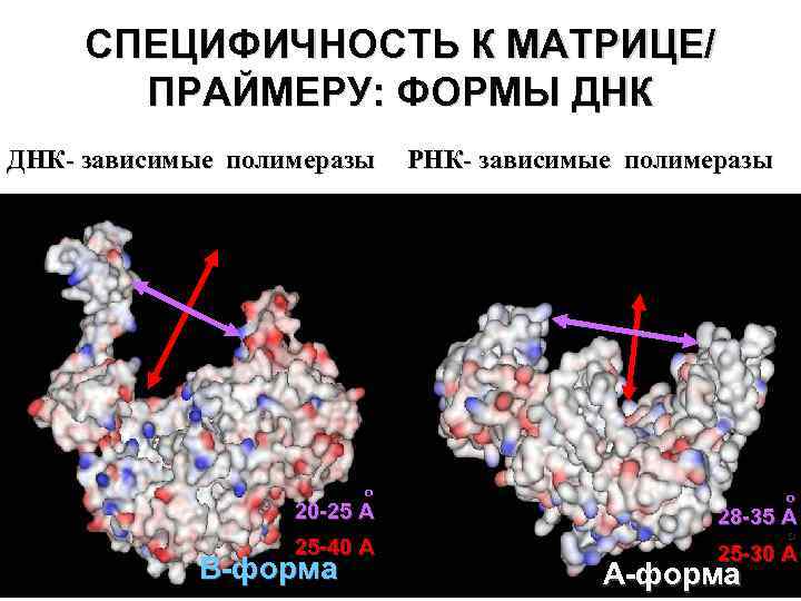 СПЕЦИФИЧНОСТЬ К МАТРИЦЕ/ ПРАЙМЕРУ: ФОРМЫ ДНК- зависимые полимеразы РНК- зависимые полимеразы o 20 -25