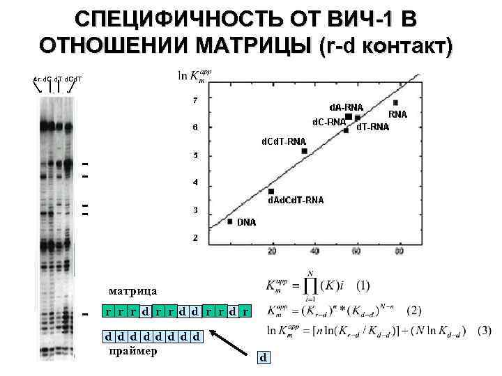 СПЕЦИФИЧНОСТЬ ОТ ВИЧ-1 В ОТНОШЕНИИ МАТРИЦЫ (r-d контакт) 4 r d. C d. T